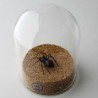 Glas Spinne, detail-getreu handgemacht