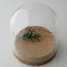 Glas Südafrikanischer Bockkäfer, detail-getreu handgemacht