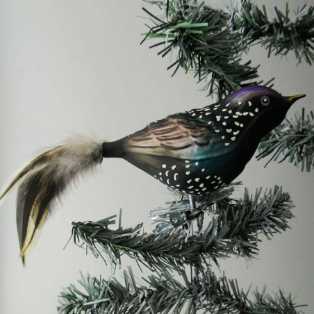 Glasvogel, Star mit Naturfedern