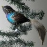 Glasvogel, Star mit Naturfedern
