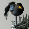 Glasvogel, mini Amsel mit Naturfedern