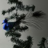 Glasvogel, Pfau gross Blau mit Pfauenfeder