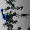 Glasvogel, Pfau gross blau mit Pfauenfeder