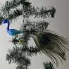 Glasvogel, Pfau blau klein mit Pfauenfeder