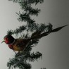 Glasvogel, Fasan mit Naturfedern gros
