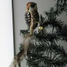 Glasvogel, Waldkauz, Naturfedern,