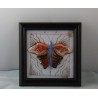 Glas Bild 9.5cm Schmetterling  E&E Plank 1987 AT Glas Bild 9.5cm Schmetterling  E&E Plank 1987 AT