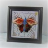 Glas Bild 9.5cm Schmetterling  E&E Plank 1987 AT Glas Bild 9.5cm Schmetterling  E&E Plank 1987 AT