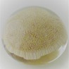Muranoglas Briefbeschwerer ALT 1980 - 90 IT Muranoglas Briefbeschwerer ALT 1980 - 90 IT