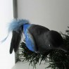 Glasvogel, Elster mit Naturfedern