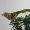 Glasvogel, Wintergoldhähnchen mit Naturfedern