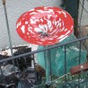 Glas Vogeltränke 620 x 205 mm