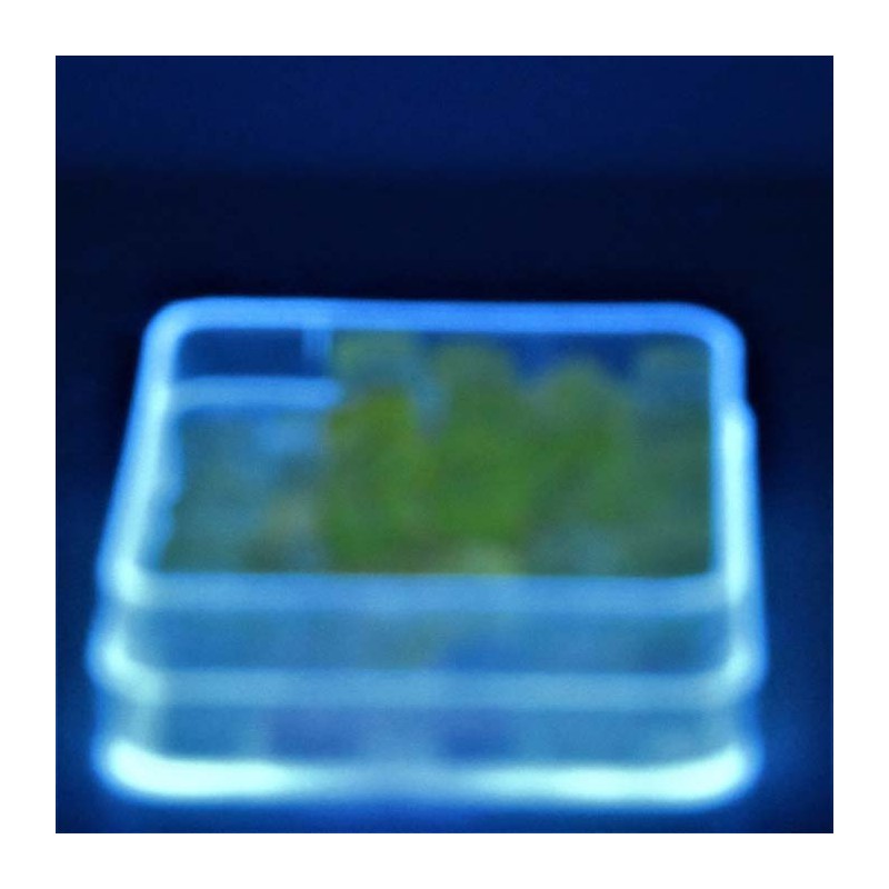Uran-glas 8x7mm Glasperlen matt in Box