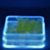 Uran-glas 8x7mm Glasperlen matt in Box
