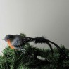 Glasvogel Dompfaff, mit Naturfedern