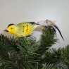Glasvogel Erlenzeisig K & G Naturvögel Erlenzeisig mit Naturfedern