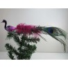 Glasvogel, kleiner Halsvogel pink mit Pfauenfeder
