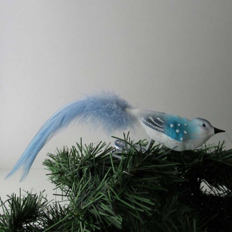 Glasvogel, kleiner Vogel blau mit Naturfedern