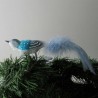 Glasvogel, kleiner Vogel blau mit Naturfedern