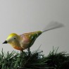 Glasvogel, kleiner Vogel matt, Glasfaserschwanz