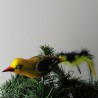 Glasvogel, Pirol mit Naturfedern