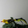 Glasvogel, Pirol mit Naturfedern