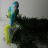 Glasvogel, Wellensittich, türkis-gelb, mit Naturfedern