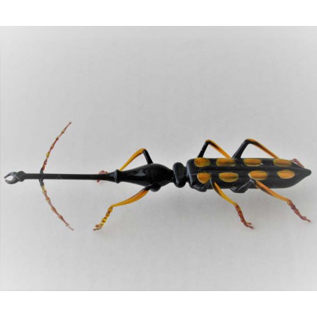 Glas grosser Langkäfer LIM. detail-getreue Ausführung,